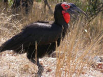 Southern Ground Hornbill