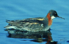 Red-necked Phalarope
