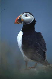 Puffin