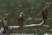 Pygmy Cormorants