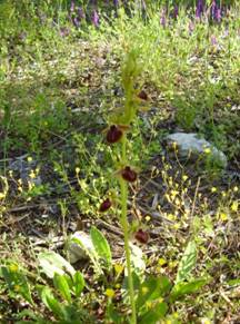 Early Spider Orchid.JPG