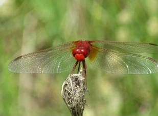 357 Scarlet Darter, Stimfalia Lake, 14-6-2015.JPG