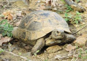 024 Tortoise sp., nr Litholopos, Lake Kerkini, 1-4-2015.JPG
