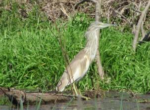 019 Squacco Heron, Mandraki Harbour, 31-3-2015.JPG