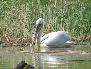 023 Dalmation Pelican, Mandraki, 1-4-2015.JPG