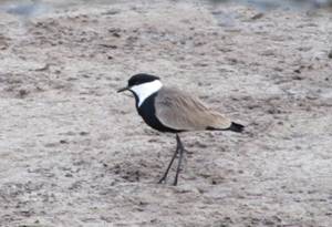 038 Spur-winged Plover, Evros Delta, 8-4-2015.JPG