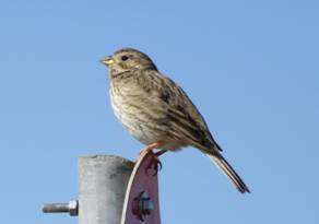 085 Corn Bunting, Evros Delta, 21-4-2015.JPG