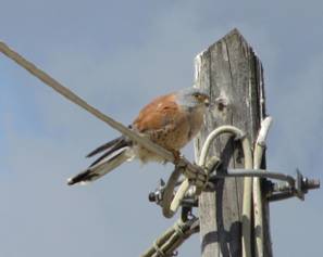 082 Lesser Kestrel, Kalamokastro, 21-4-2015.JPG