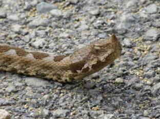 119 Nose-horned Viper, Kapsalo Mast Road, 4-5-2015.JPG