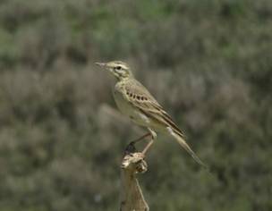 121 Tawny Pipit, Evros Delta Military Zone, 6-5-2015.JPG