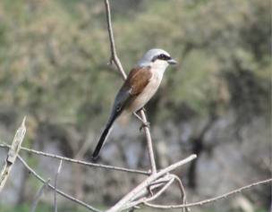 122 Red-backed Shrike, Evros Delta Military Zone, 6-5-2015.JPG