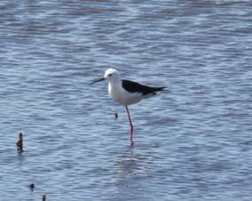 Black-winged Stilt, Etang de Fangassier, 3-5-2012.JPG