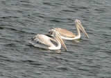 Dalmation Pelicans