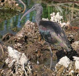 Glossy_Ibis_(17).jpg