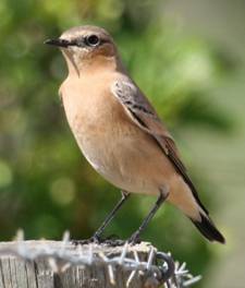 Northern_Wheatear_(2).jpg