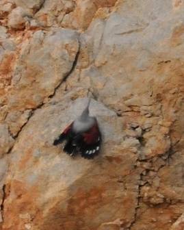 Wallcreeper for Trip Report.jpg