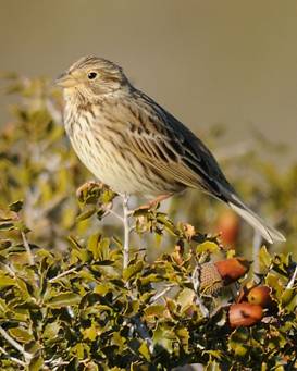 Corn Bunting for Trip report.jpg