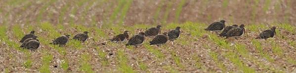 Pintailed Sandgrouse for Trip report.jpg