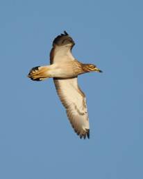 Stone Curlew 2 for Trip Report.jpg
