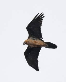 Lammergeier for Trip Report.jpg
