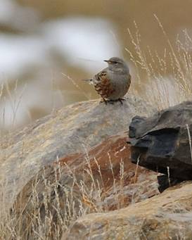 Alpine Accentor for Trip Report.jpg