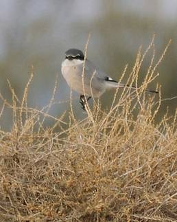 Southern Grey Shrike for Trip Report.jpg
