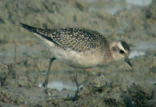 American Golden Plover