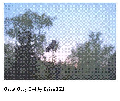 Text Box:  

Great Grey Owl by Brian Hill
