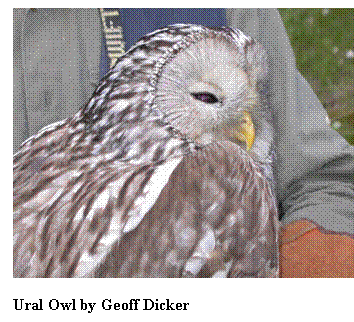 Text Box:  

Ural Owl by Geoff Dicker

