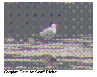 Text Box:  
Caspian Tern by Geoff Dicker

