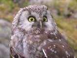 tengmalms owl