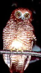 Owl.tif (166188 bytes)
