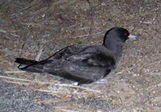 Flesf footed Shearwater