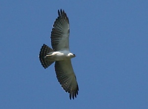 Black-and-white Hawk-Eagle (by Lee Dingain)