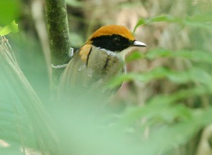 Black-cheeked Gnateater (by Lee Dingain)