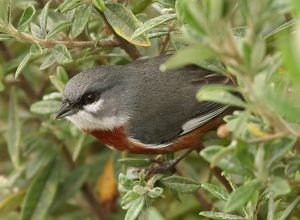 Bay-chested Warbling-Finch (by Lee Dingain)