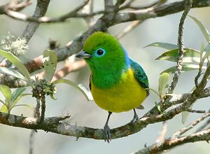 Blue-naped Chlorophonia (by Lee Dingain)