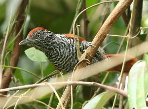 Chestnut-backed Antshrike (by Lee Dingain)