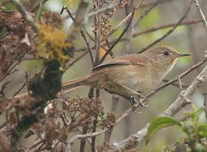 Itatiaia Thistletail (by Lee Dingain)