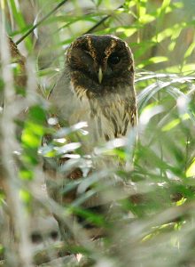 Mottled Owl (by Lee Dingain)
