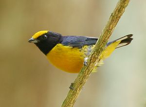 Orange-bellied Euphonia (by Lee Dingain)