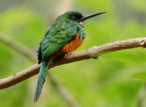 Rufous-tailed Jacamar (by Lee Dingain)