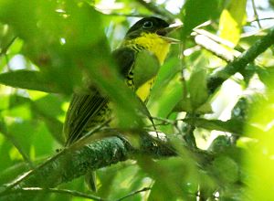 Shrike-like Cotinga (by Lee Dingain)