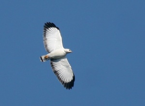 White-necked Hawk (by Lee Dingain)