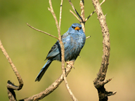 Yellow-billed Blue Finch
