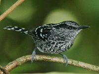 Scaled Antbird by Lee Dingain
