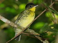 Shrike-like Cotinga by Lee Dingain