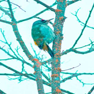 Description: F:\grey-headed-woodpecker_MG_0570_thumbnail.jpg