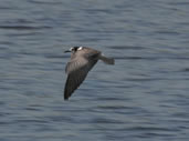 Black tern