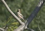 Hawfinch